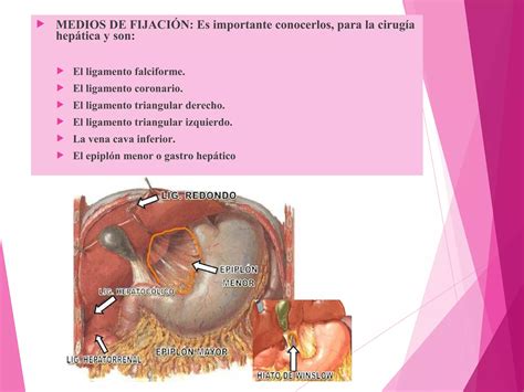 Anatomía del Higado y Vias biliares PPT Descarga Gratuita