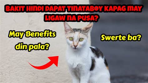 Nag Alaga Ka Din Ba Ng Pusang Ligaw May Mga Benefits Din Ba Ang