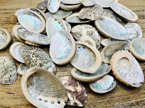 Kleine Abalone Muscheln Seeopal Etsy De