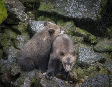 Cuddling Brown Bear Cubs Anan Creek Betty Sederquist Photography