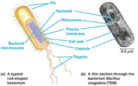 Perbedaan Sel Prokariotik dan Sel Eukariotik | Biologi sel dan Molekuler