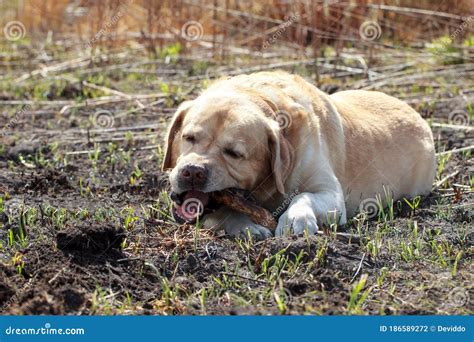 Recuperador De Labrador De Raza De Perro Foto De Archivo Imagen De