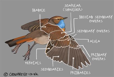 Detailed Bird Anatomy Drawing