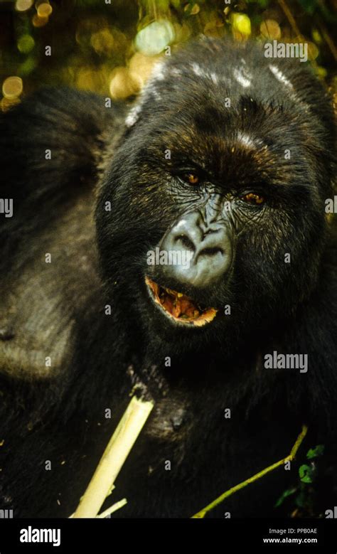 Mountain Gorilla Gorilla Beringei Beringei Eating Bamboo Volcanoes