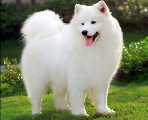 Cachorro Branco Peludo Samoieda - Samoieda – Características + Guia Completo da Raça!【2026】