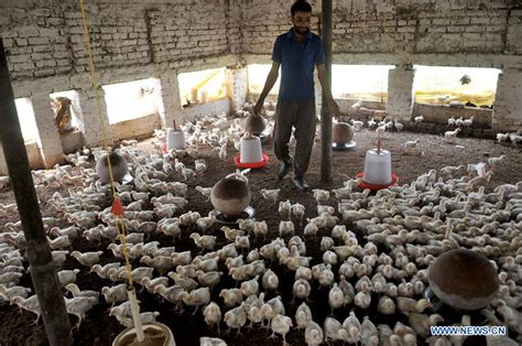 In Pics Poultry Farm In Jammu Indian Controlled Kashmir Xinhua