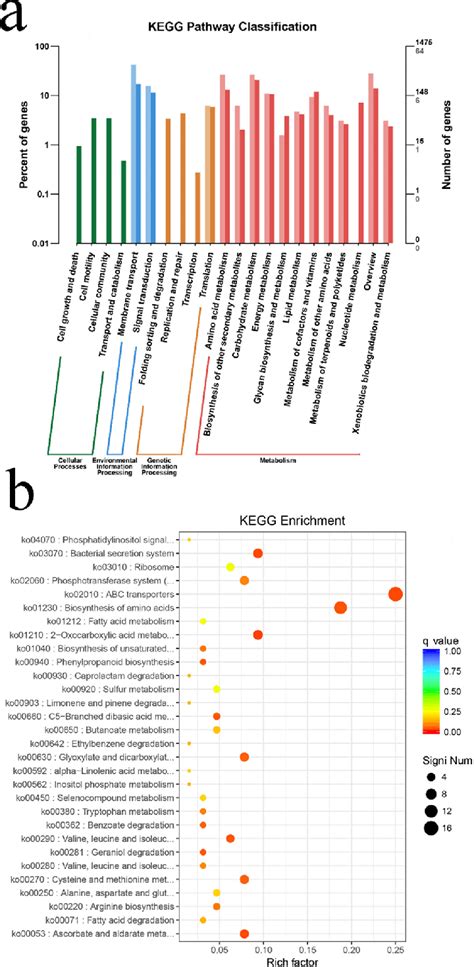 Kegg Pathway Analysis A Kegg Pathway Classification The Horizontal