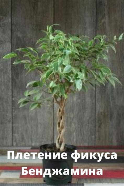 Как переплести фикус Бенджамина | Garden art, Indoor plants, House plants