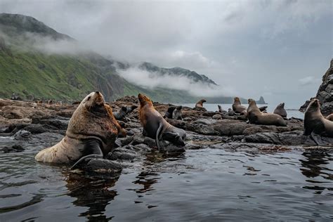 I Traveled To Moneron A Small Volcanic Island Untouched By Man