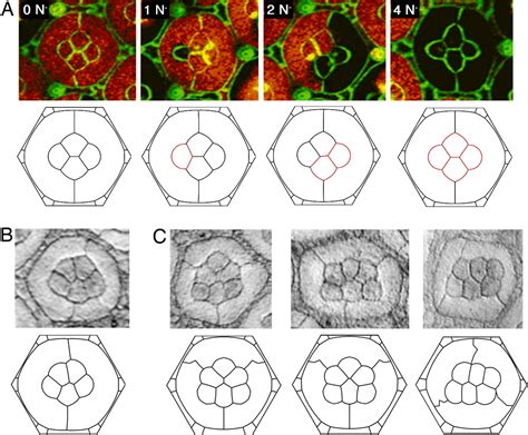 Physical Modeling Of Cell Geometric Order In An Epithelial Tissue Pnas