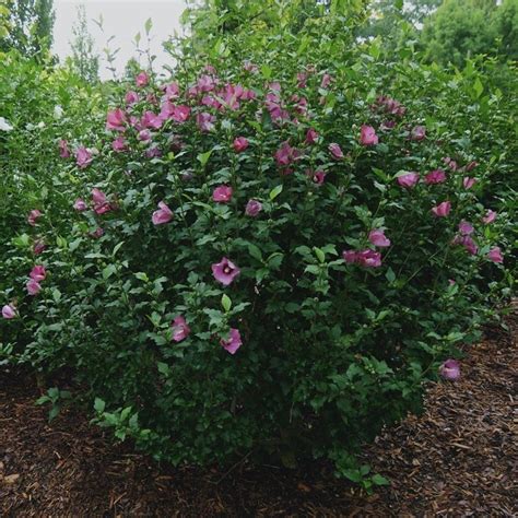 Purple Pillar Rose Of Sharon My Proven Winners Colorchoices