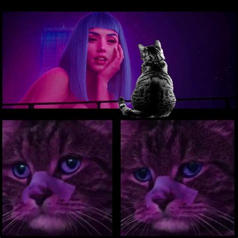 Lonely Kitty | You Look Lonely | Know Your Meme