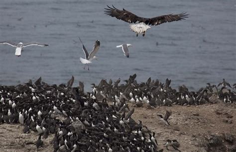 Bald Eagle And Common Murres Oregon Islands Nwr A Bald Ea Flickr