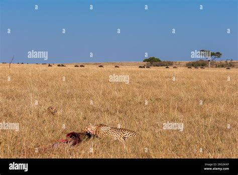 Two Cheetahs Acinonyx Jubatus Feeding On A Wildebeest Kill Masai