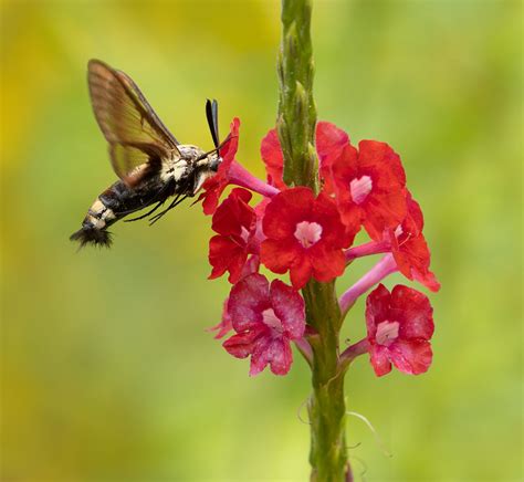 Hummingbird Moth Macro Close Up Critiques Nature Photographers Network