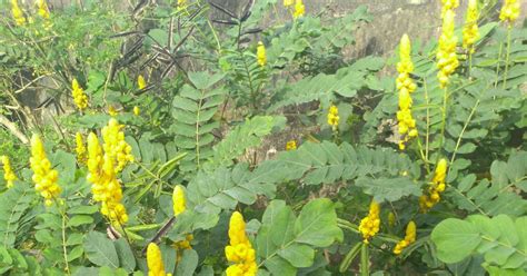 cassia alata candle leaf plant asunwon egba