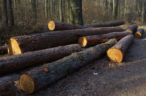 Log Trunks Pile The Logging Timber Forest Wood Industry Wood Trunks