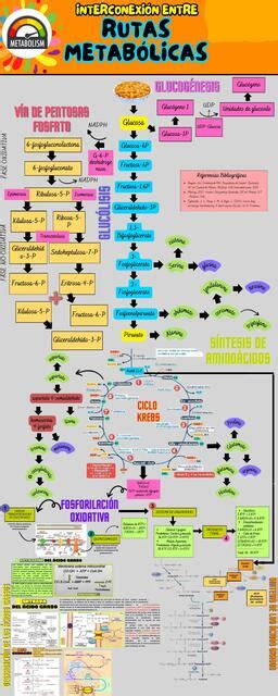 INTERCONEXION DE LAS RUTAS METABÓLICAS rossnotes uDocz