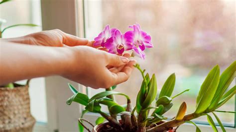 Orchidea Ecco Tutto Quello Che Dovete Fare Per Aiutare La Vostra