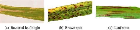 Sample images of leaf diseases for rice | Download Scientific Diagram