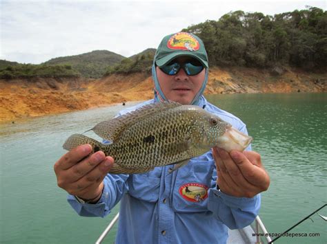 Espacio De Pesca Pesca De Mojarra Black Bass Y Tilapia En Guatape