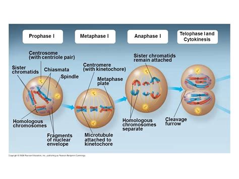 Telophase 1 Meiosis