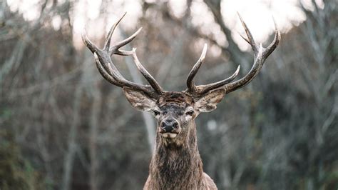 En Italie un cerf se promène avec une guirlande lumineuse coincée sur