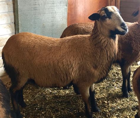 Barbados Blackbelly Sheep