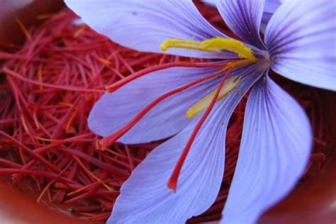 Natraj Saffron In India Red Gold Super Negin 4 Types Semi Precious