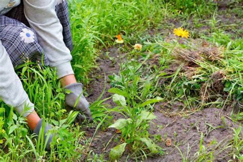 Donna Che Diserba Il Suo Orto Fotografia Stock Immagine Di Agronomia