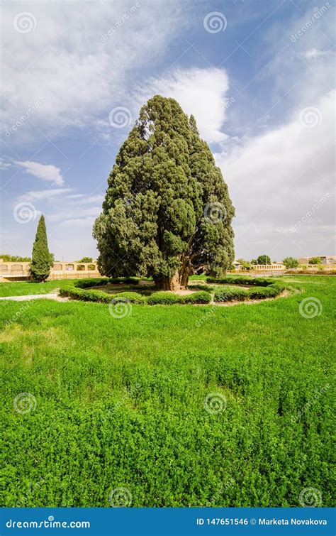 Zoroastrian Cypress Tree Of Abarkuh Iran Stock Photo Image Of Grass