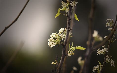 Wallpaper Sunlight Leaves Dark Nature Plants Branch Green