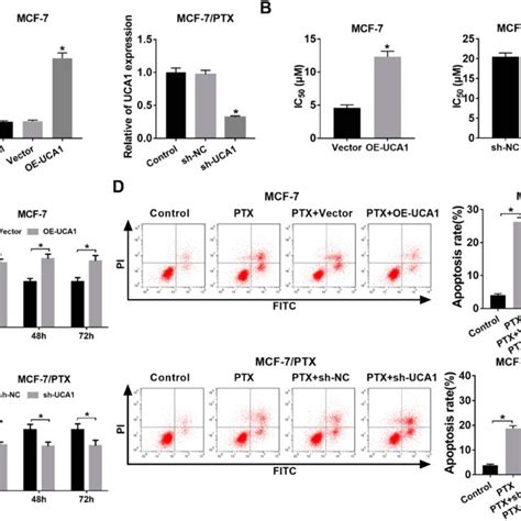 UCA1 Regulated PTX Resistance In BC Cells By Partly Affecting Cell