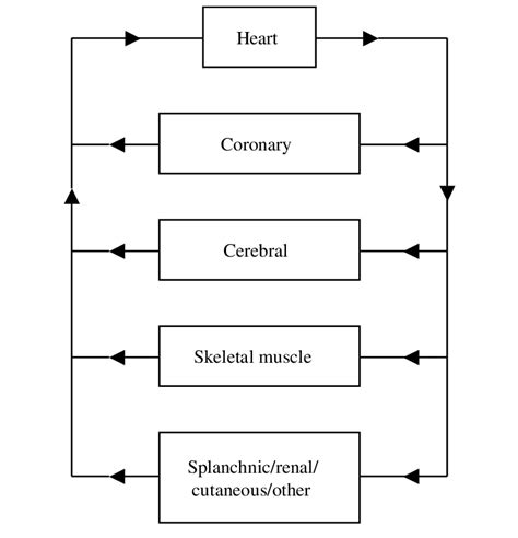 Simplified Circulatory System Used In The Model The Cardiovascular