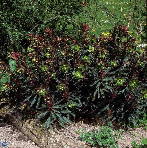 Wilczomlecz Migda Olistny Purpurea Euphorbia Purpurea