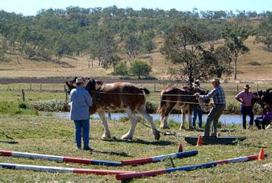 Clydesdale Competitions Goomeri Pumpkin Festival