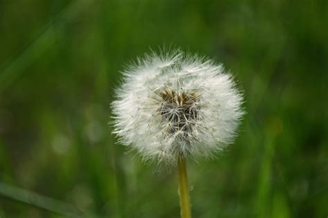 White Dandelion · Free Stock Photo