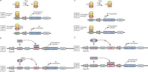 Induced Expression Stable Cell Line Construction Service Creative