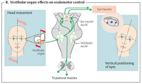 Vestibular Pathway