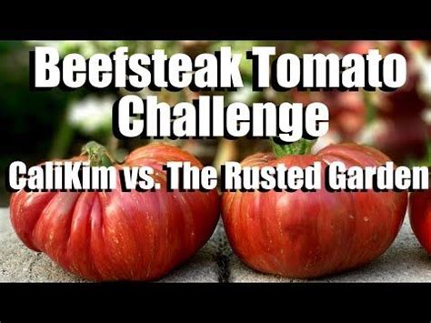 Beefsteak Tomato Challenge: Growing Large Tomatoes - Starting Seeds ...
