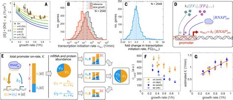 Principles Of Gene Regulation Quantitatively Connect Dna To Rna And