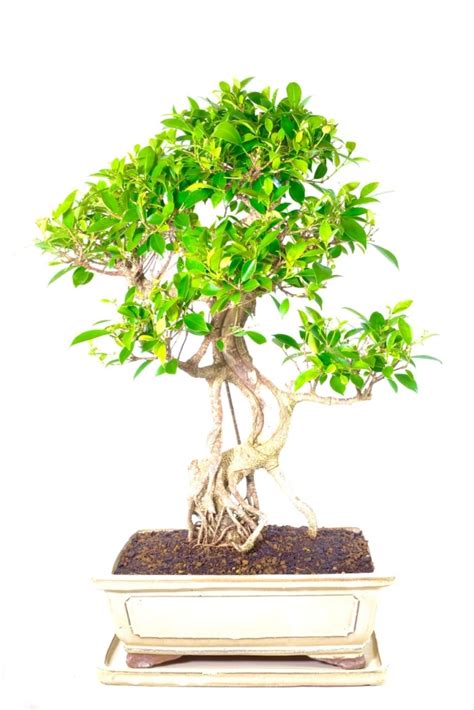 Big Bonsai Plant 35 Year Old Huge Ficus Bonsai Buy Now