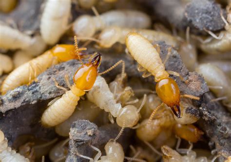 Termite Inspections In Florida Why You Should Consider One In The Spring