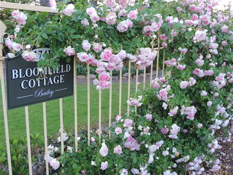 Bloomfield Cottage, it's a lifestyle: It`s Rose time at Bloomfield...