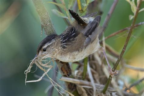 Troglodyte Des Marais Oiseaux Passereaux Du Qu Bec