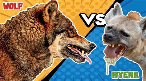 Wolf Vs Hyena Who Would Win Is Hyena The Wolf Killer Youtube