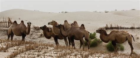 Baktrische Kamele in der Taklamakan-Wüste Foto & Bild | china, asia ...