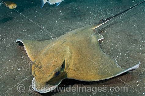 Common Eagle Ray Myliobatis Aquila Photo