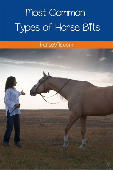 16 Most Common Types Of Horse Bits English And Western Types Of