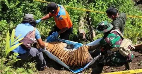 Seekor Harimau Sumatera Di Aceh Selatan Mati